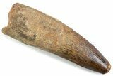 Real Spinosaurus Tooth - Large Tooth & Nice Preservation #373994-1